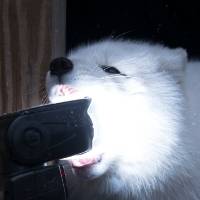 White wolf tries to eat strobe light